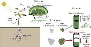 The numbers of naturally occurring chlorophylls may not. Chlorophyll Hormesis Are Chlorophylls Major Components Of Stress Biology In Higher Plants Sciencedirect
