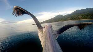 Gopro Pelican Learns To Fly Gopro Gopro Fliegen Bilder