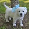 Adopt clementine a terrier (unknown type, small) / labrador retriever / mixed. 1