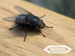 Estimated median household income in 2019: Modern Pest Control 1110 East Ave Katy Tx Pest Control Mapquest