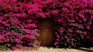Floribunda roses offer a bouquet on every branch. Climbing Roses Sunnyside Nursery