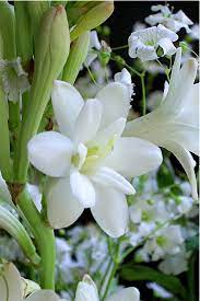 Pin On Tuberose
