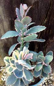Pin On My Succulent Varieties