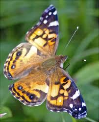 Collecting And Sharing Data About Lepidoptera American Women Vanessa Butterfly