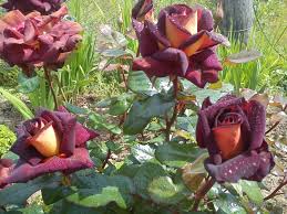 Un rosier rock'n roll planté en 2013. Rosa Chaino Hybrid Eddie Mitchell Velvet Luxury Is All About Rose Eddie Mitchell Preparation For Winter