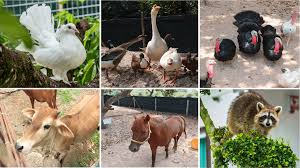 Selain itu, pontian juga terkenal dengan pulau kukup yang memang cantik pantainya. 10 Tempat Menarik Di Pontian Yang Boleh Anda Lawati Ammboi