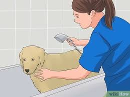 Study from home and graduate as a professional dog groomer. How To Become A Dog Groomer 12 Steps With Pictures Wikihow