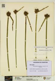Image result for Schoenoplectiella mucronata