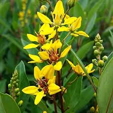 Image result for Tricalysia pallens