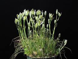 Image result for Albuca sp. no. 1