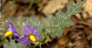 Image result for Solanum sp. B