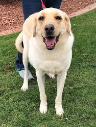 We are offering the best quality golden retriever puppies. Craigslist El Paso Pets Top Car Release 2020