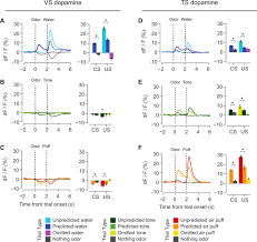 opposite initialization to novel cues in dopamine signaling