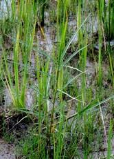 Image result for Pycreus mundtii