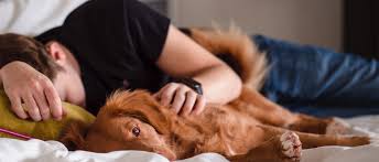 Warum Leckt Mein Hund Mich Immer Ab Edogs