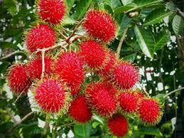 Gambar mewarnai buah rambutan mewarnai gambar pinterest. 12 Jenis Buah Rambutan Yang Paling Banyak Dicari Masyarakat Samudrabibit Com