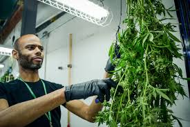 Unless You're A Citizen, Legal Marijuana Isn't For You | Colorado Public  Radio