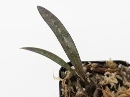 Image result for Oeceoclades