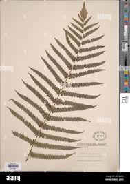 Image result for Pneumatopteris