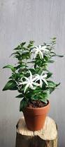 Image result for Jasminum multipartitum