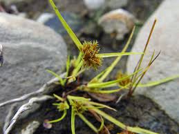 Image result for Cyperus squarrosus