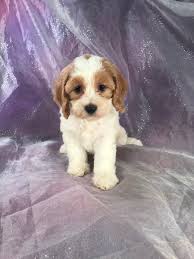 Maybe you would like to learn more about one of these? Cockapoo Puppies For Sale Cockapoo Breeder In Iowa