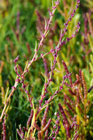 Image result for Centemopsis filiformis