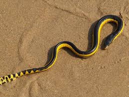 A pair of puncture marks at the wound. Case Of The Mystery Sea Snakes Why Are Reptiles Washing Up On New Zealand S Shores New Zealand The Guardian
