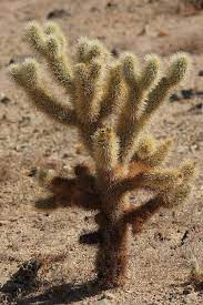Some look almost the same to. Cylindropuntia Bigelovii Wikipedia
