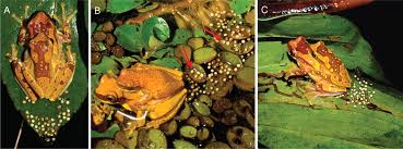 Breeding red eye tree frogs doesn't have to be difficult. Reproductive Mode Plasticity Aquatic And Terrestrial Oviposition In A Treefrog Pnas