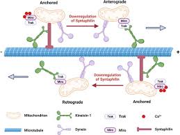 Image result for Synandrodaphne