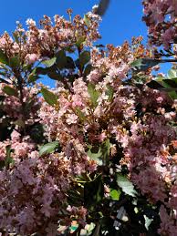 Image result for Rhaphiostylis