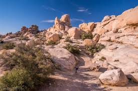 Mojave modern joshua tree by echo ranch, starting at $180. Best Camping In Joshua Tree National Park James Kaiser