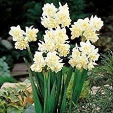 How To Grow Paperwhite Narcissus For Christmas Narcissus Daffodils Bulb Flowers