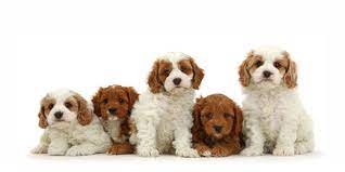 How big do cavapoos get? 1 Cavapoo Puppies For Sale In Texas Uptown Puppies