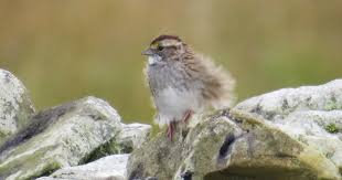 Rarity finders: White-throated Sparrow