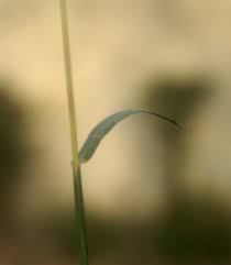 Image result for Dichanthium annulatum