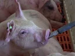 The virus causes a hemorrhagic fever with high mortality rates in domestic pigs. African Swine Fever Virus Youtube
