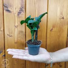 Image result for Zamiokulkas Zamioculcas