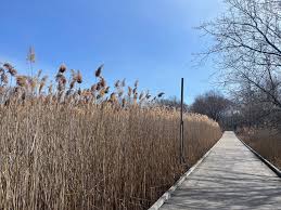 Alewife Reservation — Green Cambridge