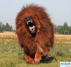 Tibetan Mastiff The Scariest Ing Dog Ever The Orange Mane Perro Mastin Tibetano Perros Enormes Y Perros Gigantes
