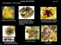 Image result for Malvaceae: Byttnerioideae, Helicteroideae