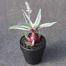 Image result for Ledebouria