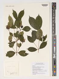 Image result for Heinsia