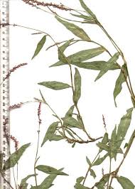 Image result for Persicaria decipiens