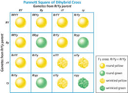 A punnett square is made of a simple square. Dihybrid Crosses Tutorial Sophia Learning