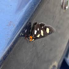 We did not find results for: Eight Spotted Forester Alypia Octomaculata Fabricius 1775 Butterflies And Moths Of North America