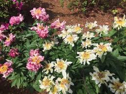 Keep blankets and garden cloches ready to cover plants at night to protect them. Gardening Through The Floods Finegardening