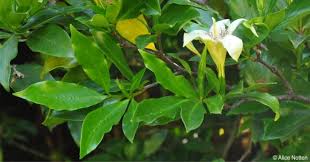 Image result for Rothmannia fischeri