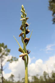 Image result for Orthochilus